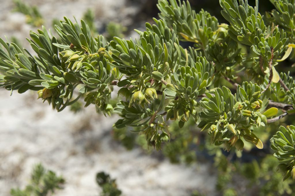 Suriana maritima (Surianaceae)  - Mauritius